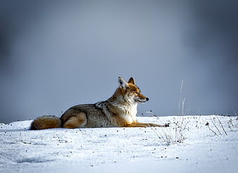 Coyote resting in snow with blue background