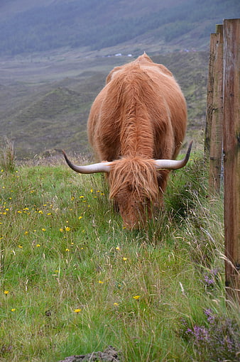 Highland Cow Grazing in Scottish Highland Pasture
