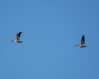 Two White Pelicans Flying in Clear Blue Sky