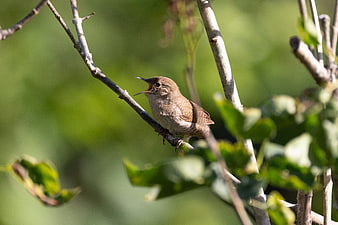 Small brown bird singing on a branch in nature