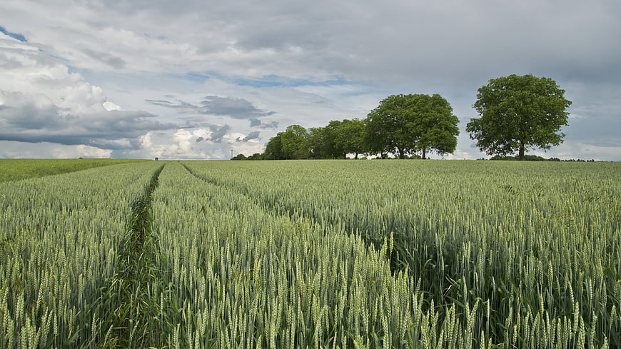 Green Wheat Field with Tractor Tracks and Trees