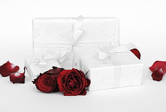 White Gift Boxes with Red Roses and Petals on White Background