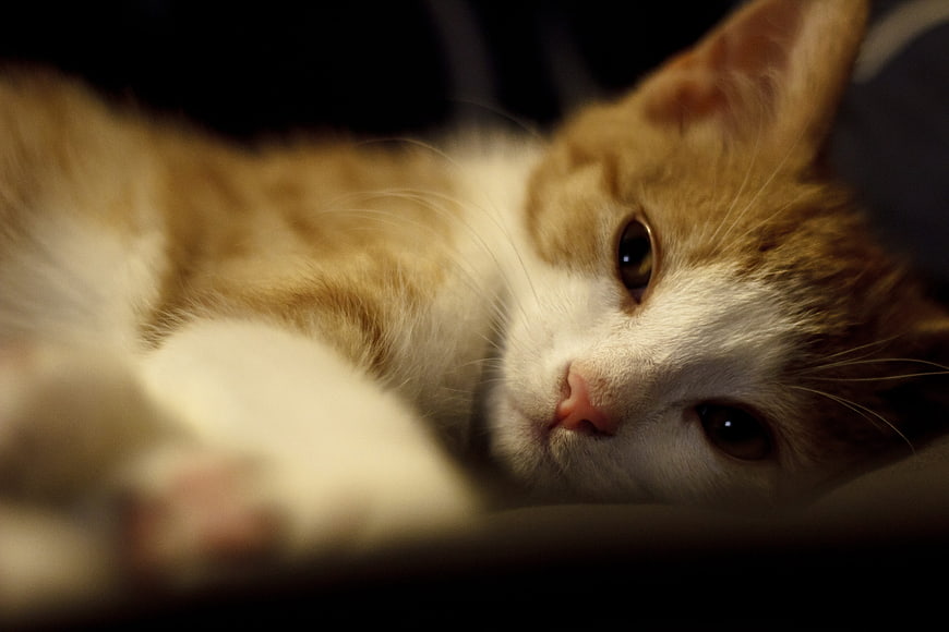 Close-up of a cute orange and white cat lying down