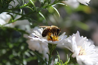 Honeybee Pollinating White Aster Flower Close-Up