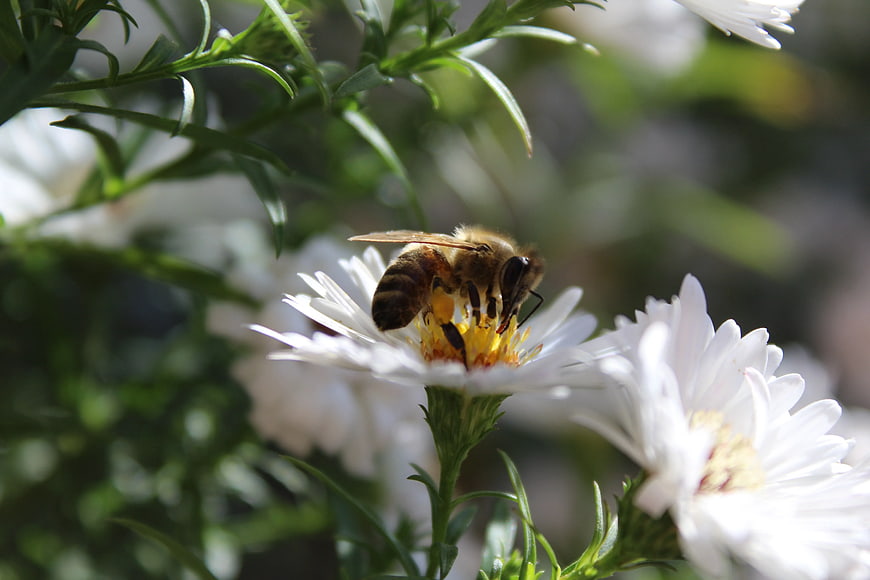 Honeybee Pollinating White Aster Flower Close-Up