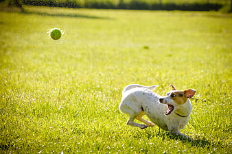 Energetic Dog Chasing Tennis Ball in Grassy Field