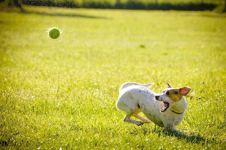 Energetic Dog Chasing Tennis Ball in Grassy Field