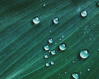 Macro shot of water droplets on a green leaf texture