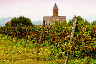 Vineyard with historic church and mountains in background