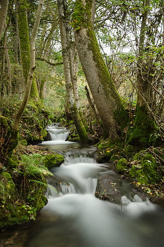 Long Exposure Mossy Forest Stream in Germany