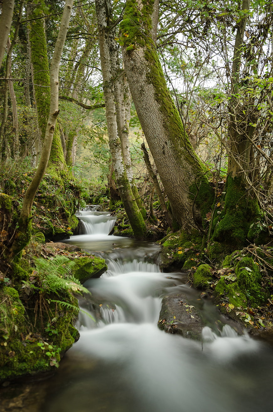 Long Exposure Mossy Forest Stream in Germany