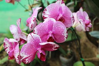 Pink and White Phalaenopsis Orchid Blooms Close-Up