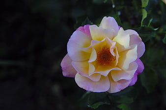Close-up of a pink and yellow rose with dark background