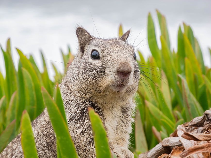 Close-up portrait of a gray squirrel in green coastal vegetation