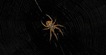 Orb Weaver Spider on Web Against Black Background