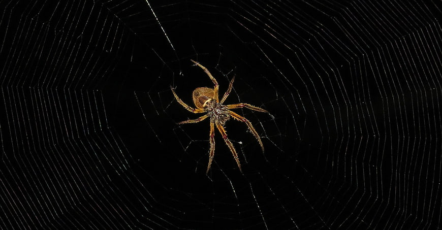Orb Weaver Spider on Web Against Black Background
