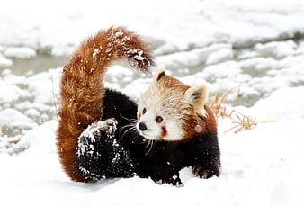 Red panda playing in snow with fluffy tail raised