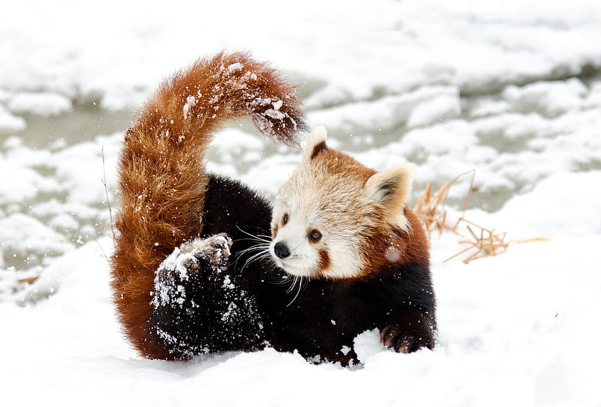 Red panda playing in snow with fluffy tail raised