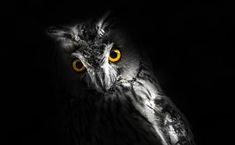 Close-up of a gray owl with piercing yellow eyes in darkness