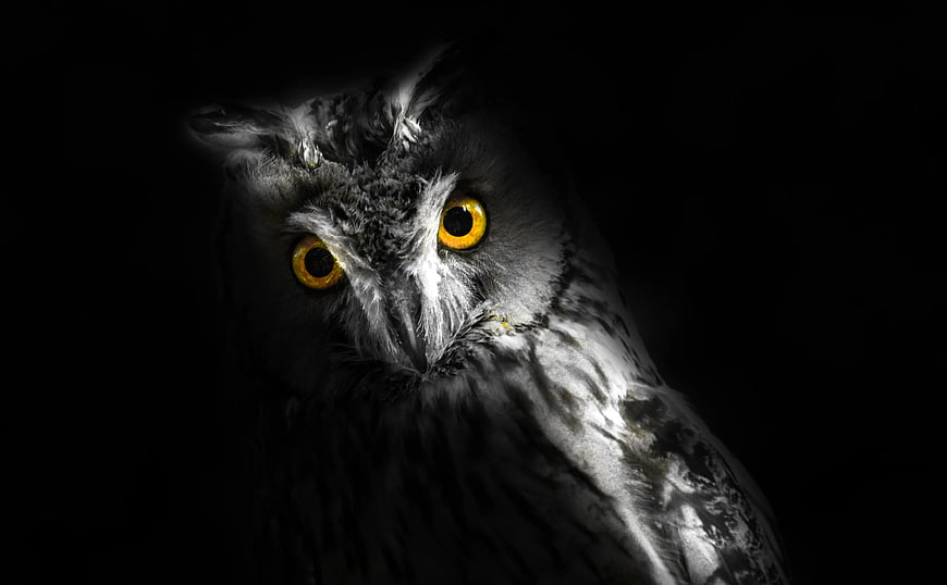 Close-up of a gray owl with piercing yellow eyes in darkness