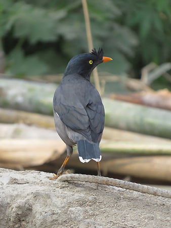 Jungle Myna Bird Standing on Concrete with Green Background