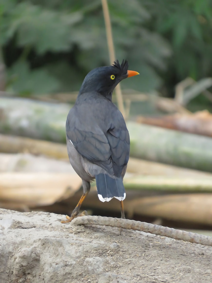 Jungle Myna Bird Standing on Concrete with Green Background