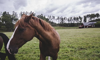 Brown Horse in Green Pasture with Barn