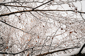 Snow-covered tree branches against a white winter sky