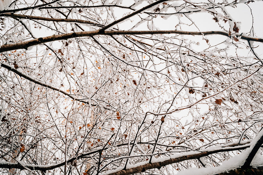 Snow-covered tree branches against a white winter sky