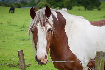 Pinto Horse Portrait In Green Pasture