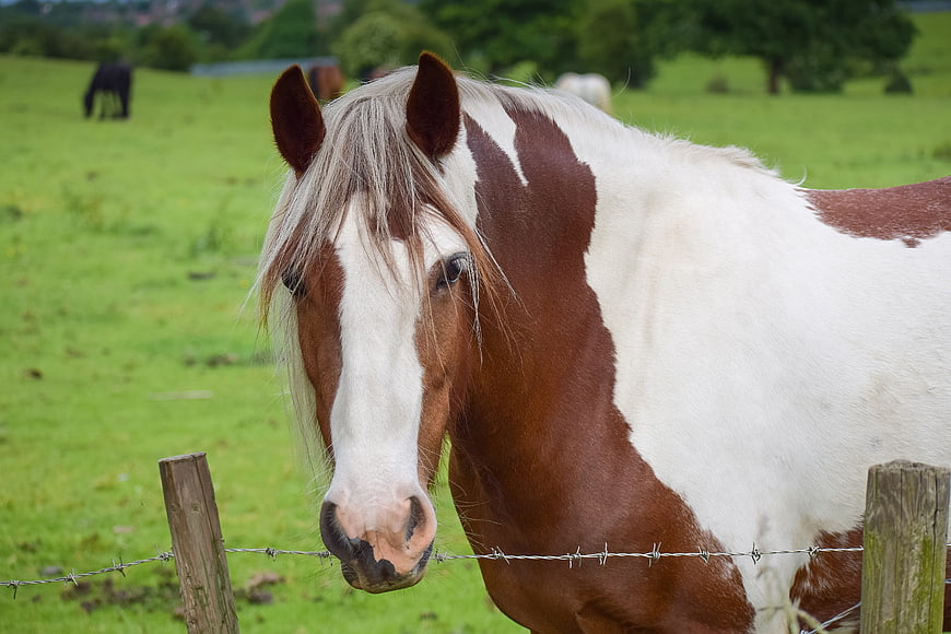 Pinto Horse Portrait In Green Pasture