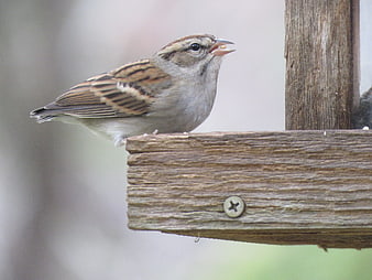 Chipping Sparrow Eating Seed on Wooden Bird Feeder