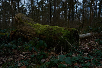 Moss-covered fallen log in dark forest