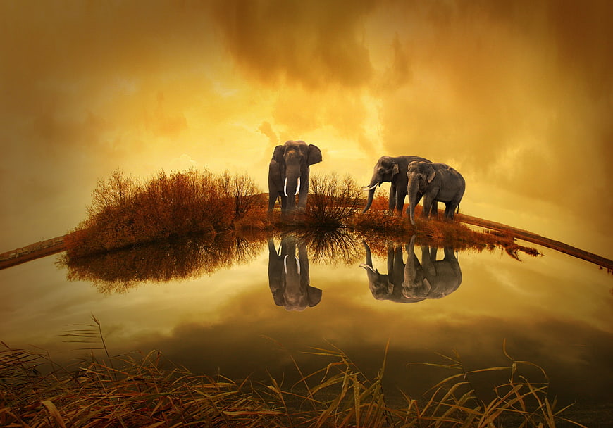 Elephants on Island at Golden Sunset with Reflection
