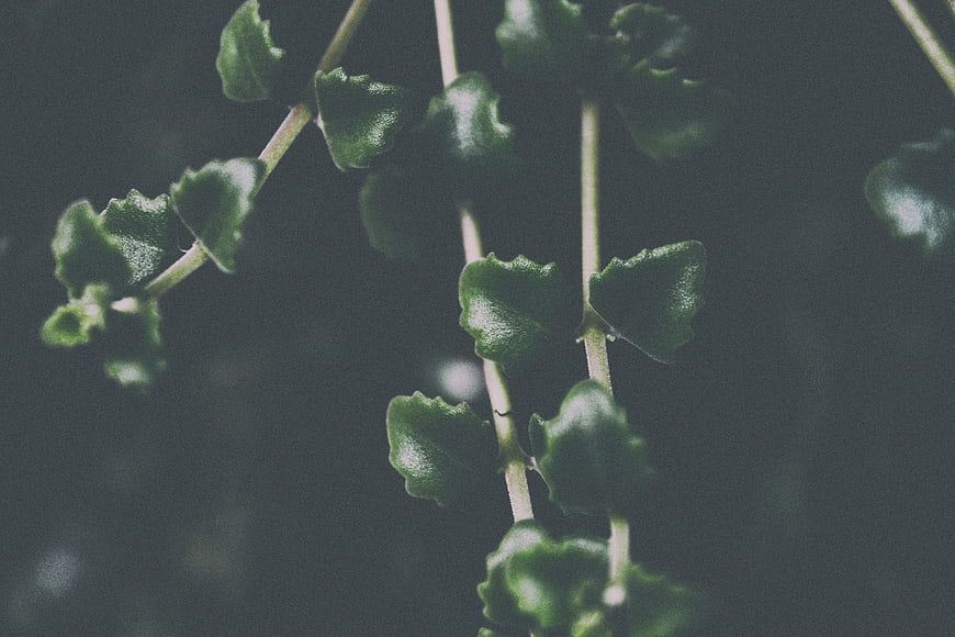 Close-up of green trailing plant leaves on dark background