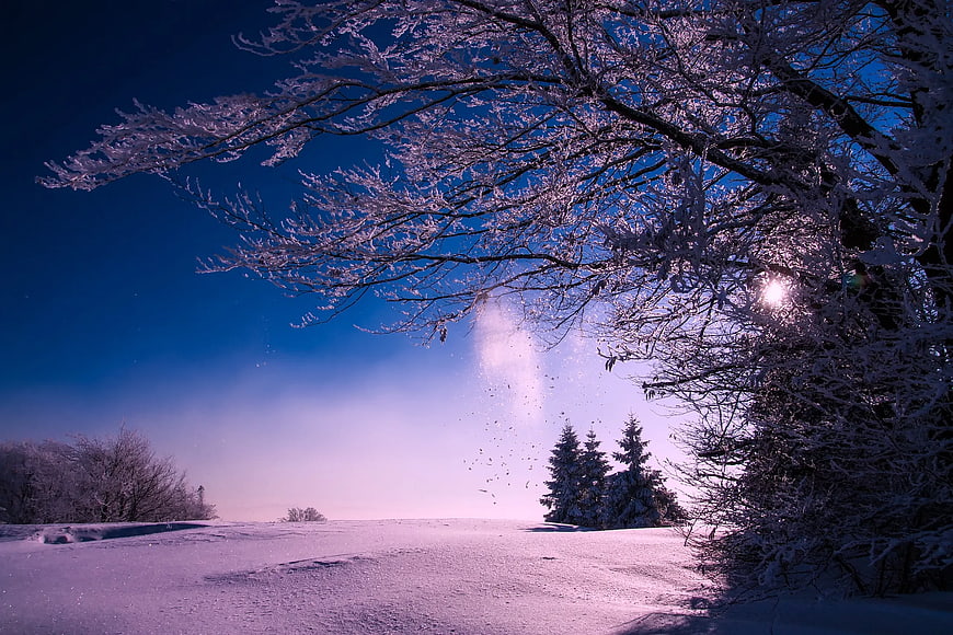 Snowy Winter Landscape with Frosty Trees and Blue Sky