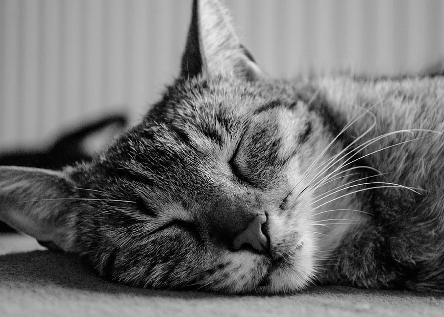 Close-up of a sleeping tabby cat in black and white