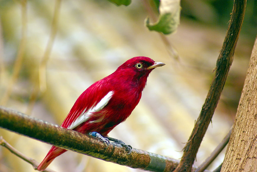 Vibrant Red Pompadour Bird Perched On A Branch In A Forest