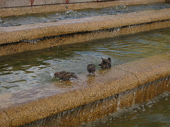 Three Starlings Bathing in a Stone Fountain