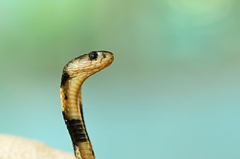 Close-up of a cobra head with blurred green background