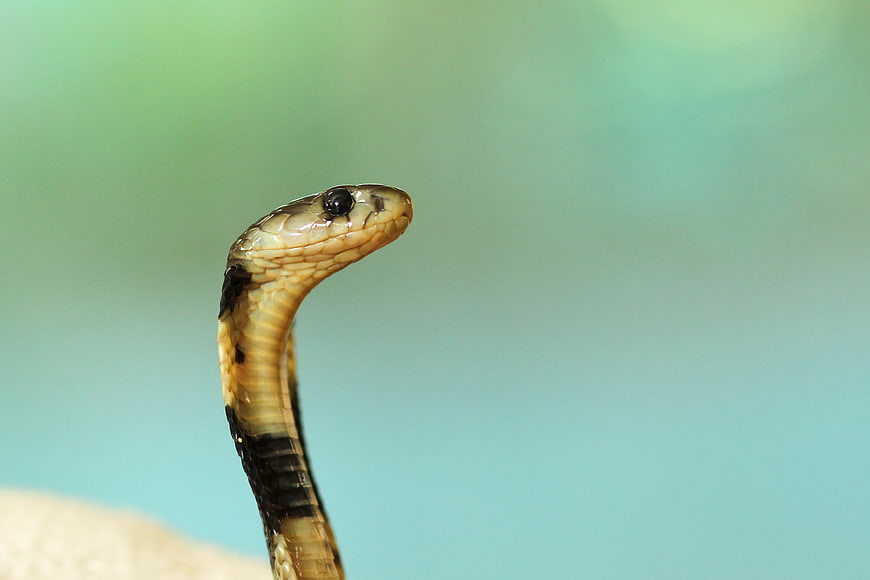 Close-up of a cobra head with blurred green background