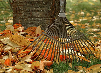 Metal leaf rake resting on a pile of autumn leaves near a tree trunk