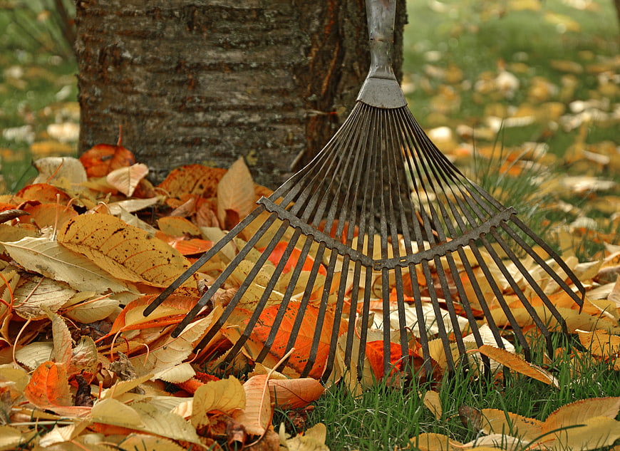 Metal leaf rake resting on a pile of autumn leaves near a tree trunk