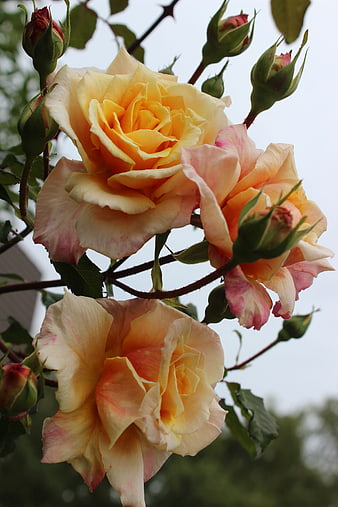 Cluster of blooming yellow and pink roses with buds