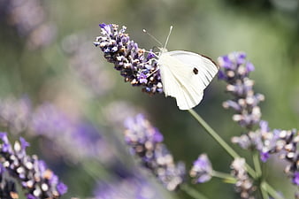 White Cabbage Butterfly on Purple Lavender Flower