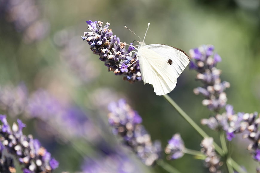White Cabbage Butterfly on Purple Lavender Flower
