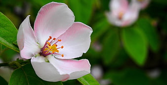 Close-up of a white and pink apple blossom flower