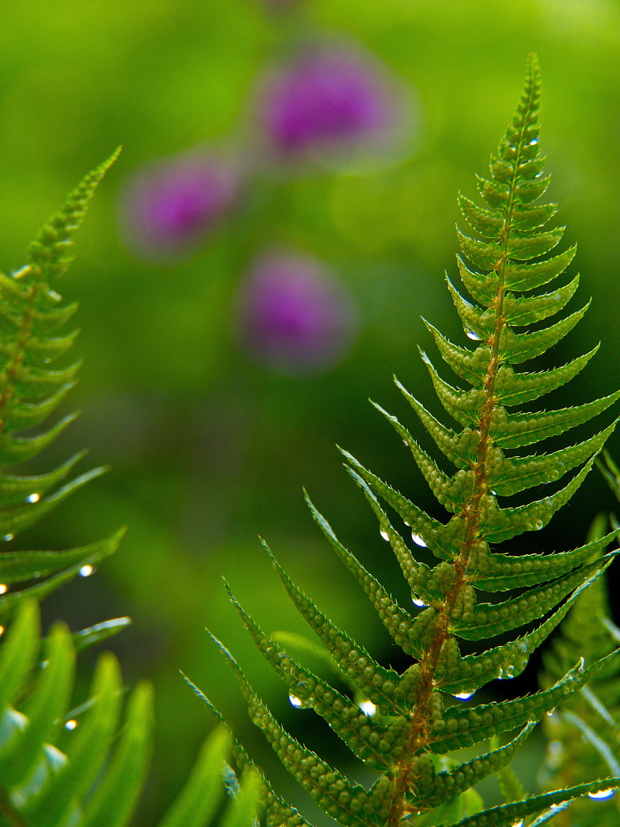 Close-up of green fern frond with water droplets and purple bokeh