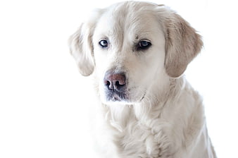Portrait of a Golden Retriever Puppy on White Background