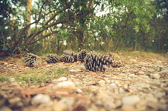 Low angle pine cones on forest floor with pebbles
